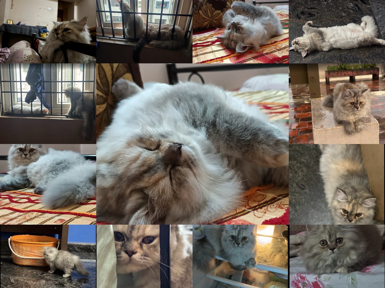 A collage of photographs of Mia through the years